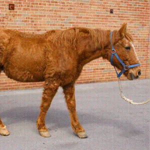 Feeding a Horse with Cushing’s Disease: Diet and Management | Triple ...