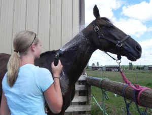 girl bathing black horse