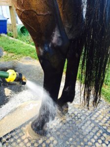 hose spraying bay horses rear legs
