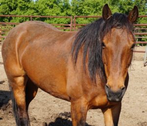 sorrel missouri fox trotter