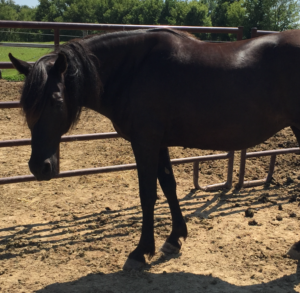 dark bay missouri fox trotter