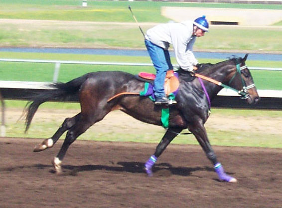 Horse And Rider Galloping
