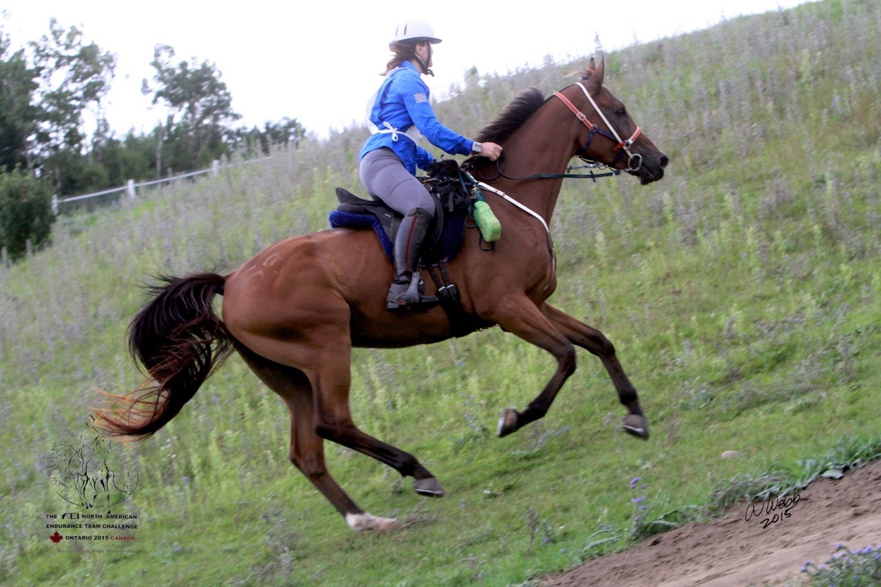 How Do You Feed The Hard keeper Horse? Triple Crown Feed