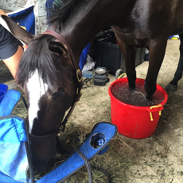 Icing Legs PostExercise Horse Care Triple Crown Feed