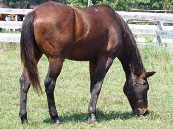 alfalfa forage naturals horses starch balancer ration forages pelleted