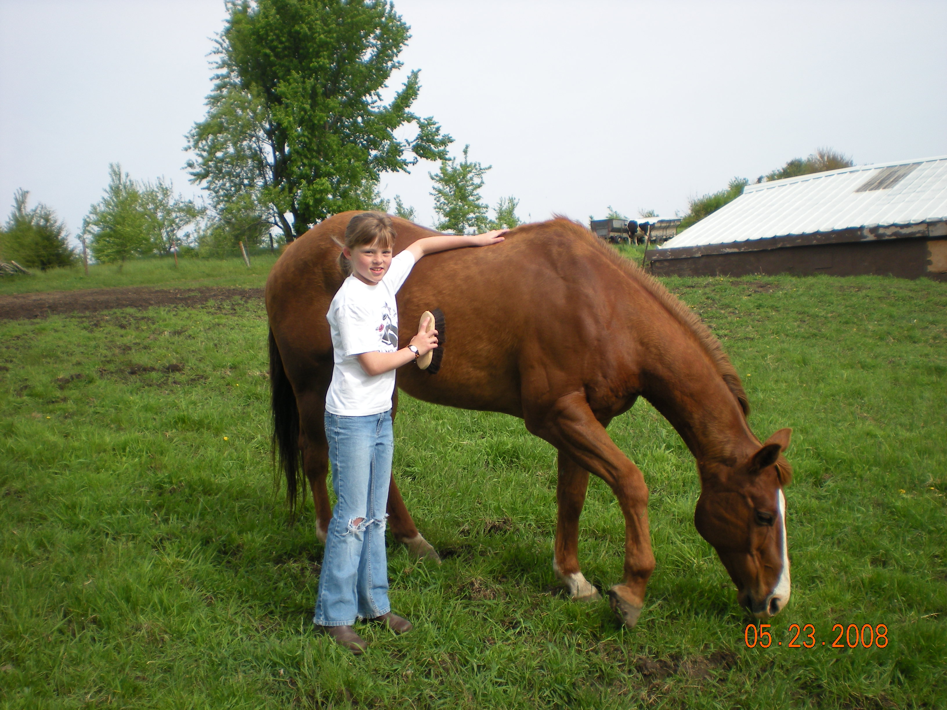 horse 1 year old