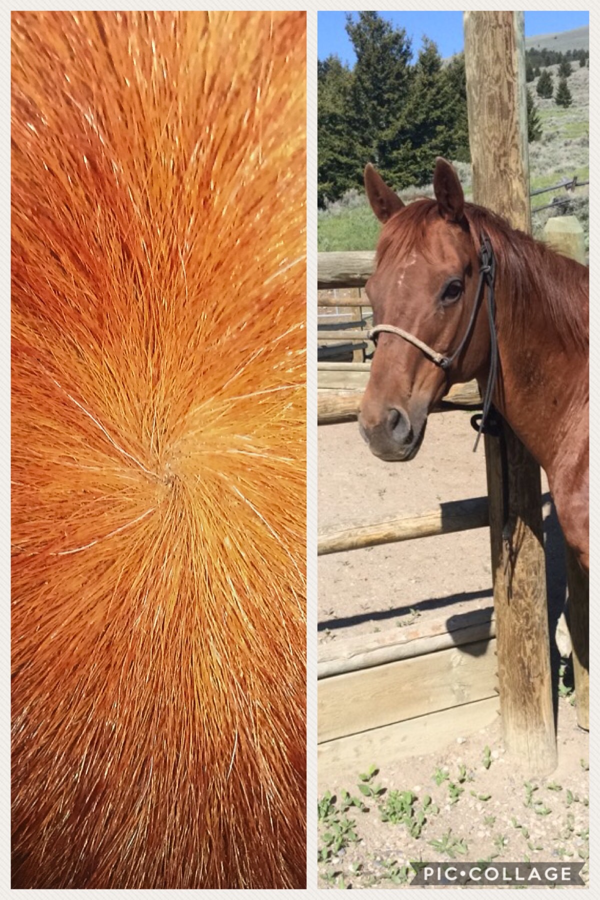 The Wonderful World of Whorls Triple Crown Feed