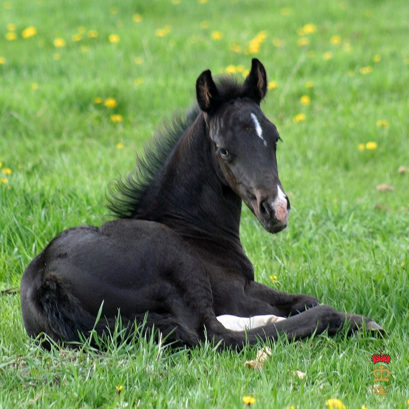 Feeding Horses: Proper Foal Nutrition - Triple Crown Feed