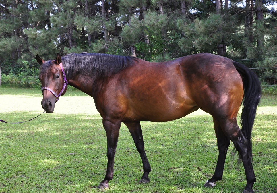 Caring for Overweight and Insulin Resistant Horses Triple Crown Feed
