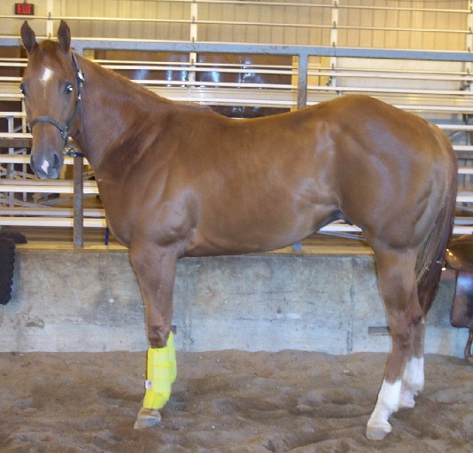 Feeding the HYPP Horse Triple Crown Feed