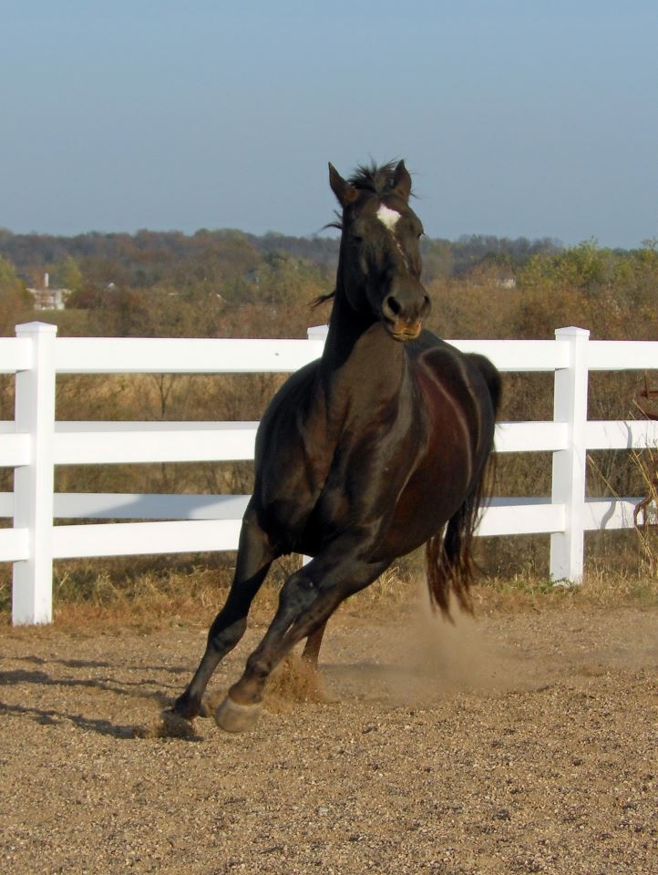 How to Feed “Hot” Horses Triple Crown Feed