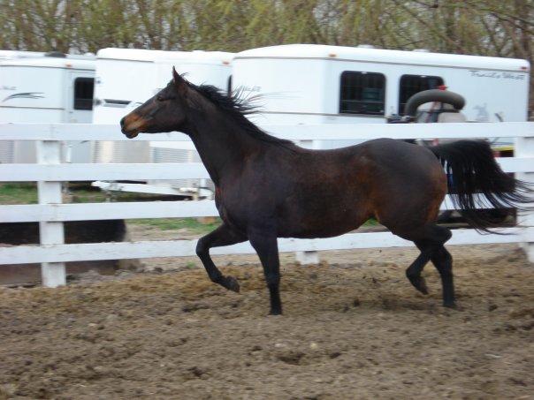 beet pulp for horses tractor supply