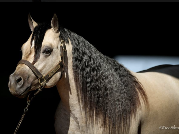 A & M Performance Horses