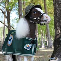 Gentle Carousel Miniature Therapy Horses