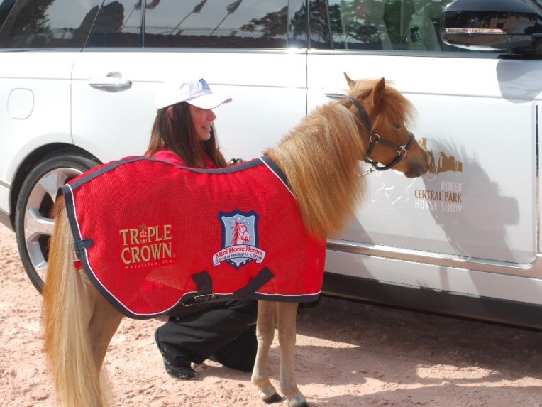 Mini Horse Heroes