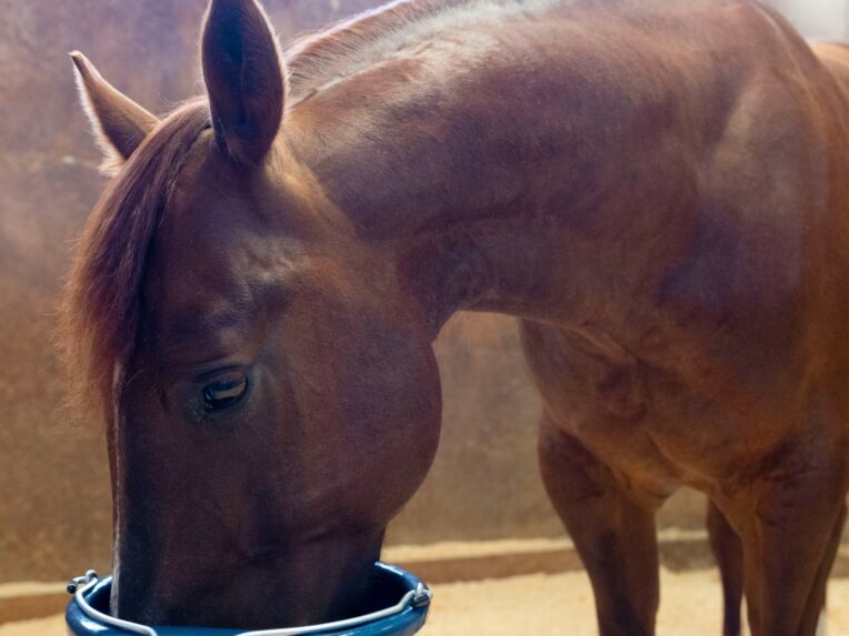 horse eating triple crown feed