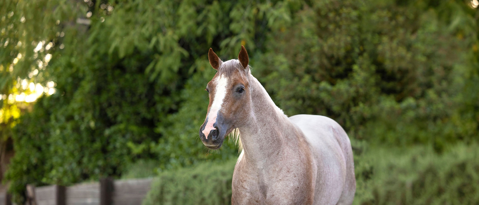 healthy triple crown horse