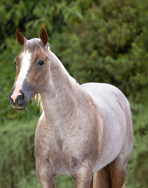 healthy triple crown horse