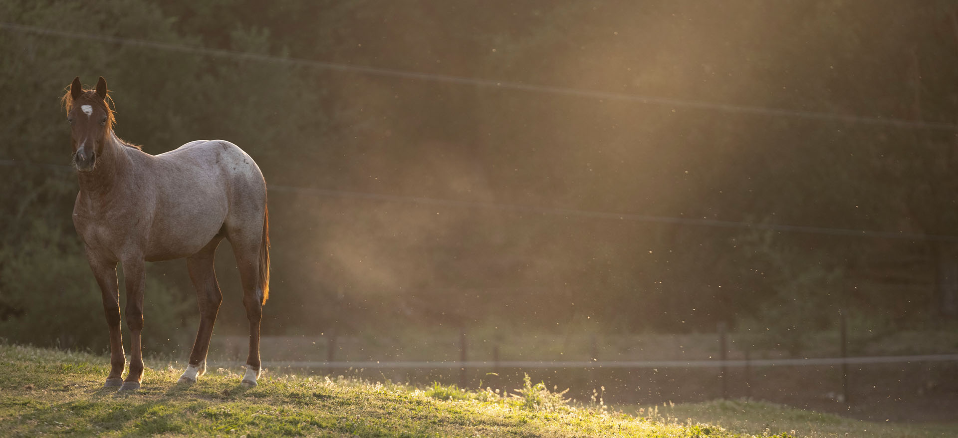 horse in sunny pasture