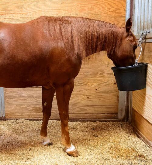 How your horse's digestive system works