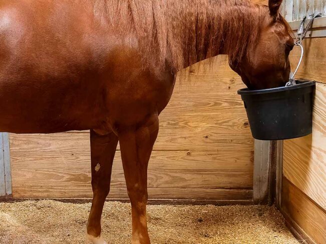 How your horse's digestive system works