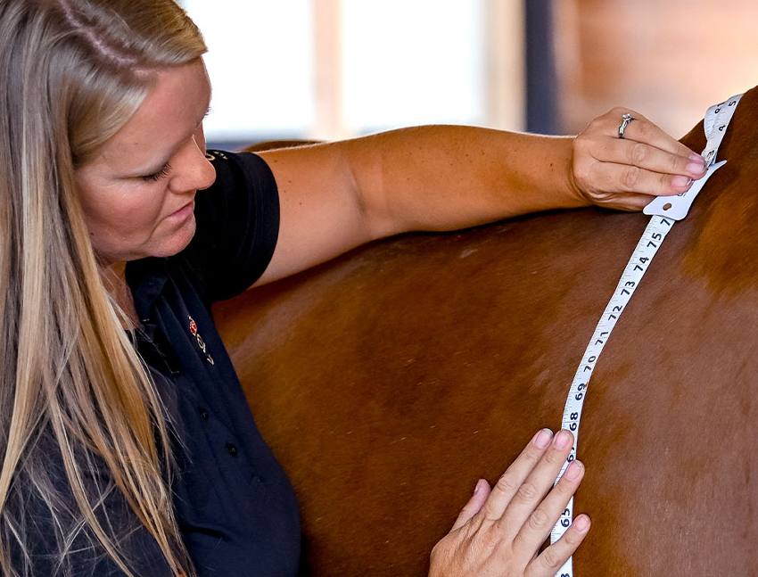 horse health