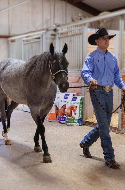 man leading horse through barn containing triple crown feeds