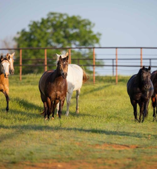 multiple-horses-in-pasture