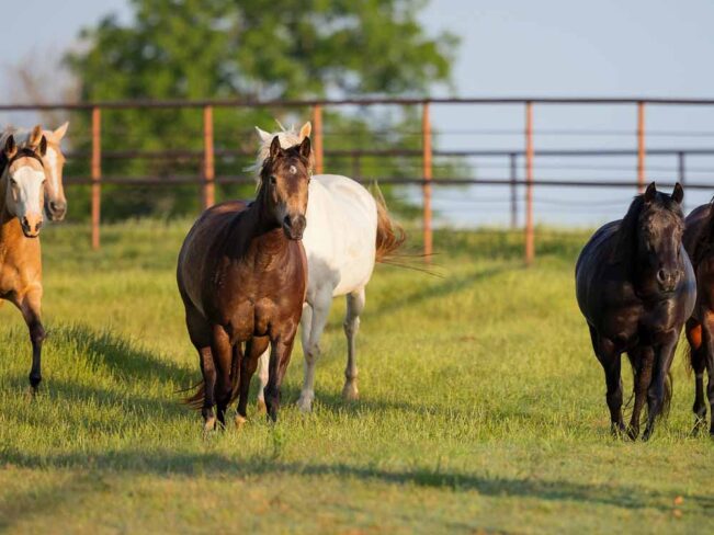 multiple-horses-in-pasture
